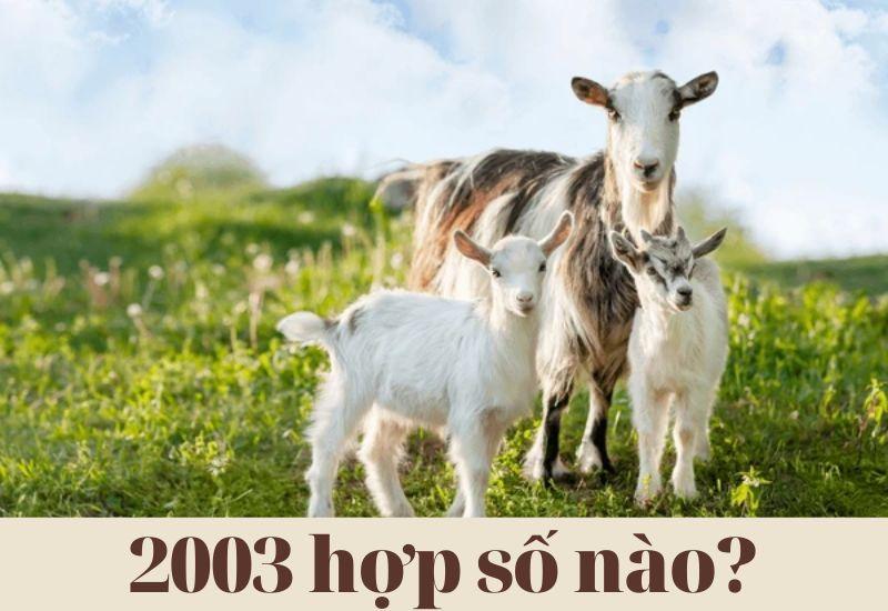 Quý Mùi 2003 hợp số nào? Nam, nữ 2003 hợp số chẵn hay lẻ?