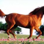 2026 Mệnh Gì? Bật Mí Vận Mệnh & Bí Kíp Hóa Giải Cho Tuổi Bính Ngọ