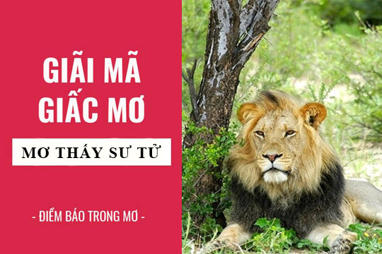 Mơ Thấy Sư Tử? Giải Mã Bí Ẩn & Con Số May Mắn Đằng Sau!