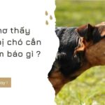 Mơ Thấy Bị Chó Cắn: Điềm Báo Tốt Hay Xấu? Giải Mã & Con Số May Mắn