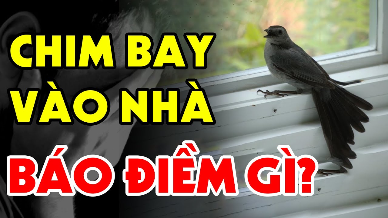 Chim Bay Vào Nhà Là Điềm Báo Gì? Giải Mã Bí Ẩn Từng Loài Chim & Hoàn Cảnh