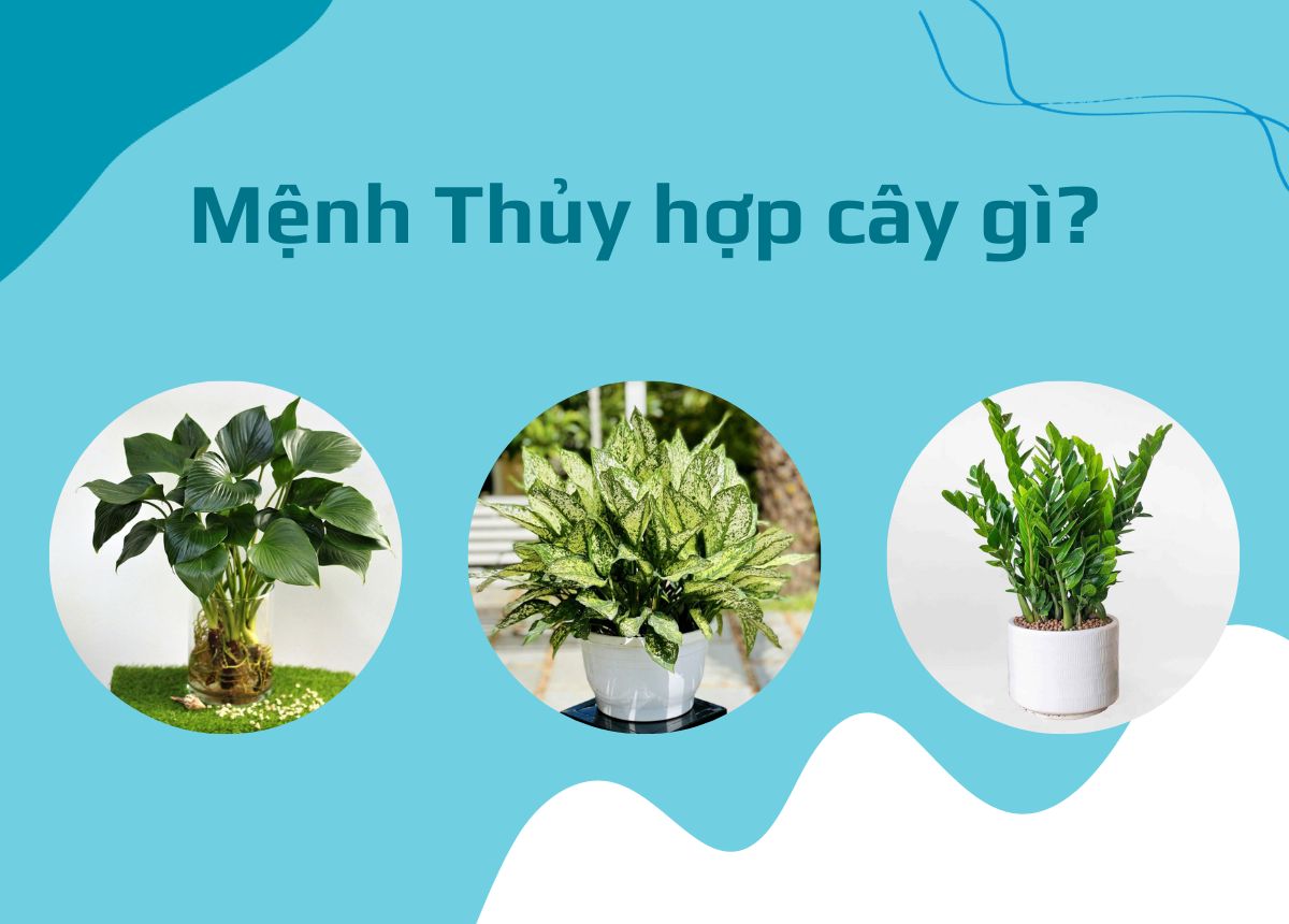 Mệnh Thủy Trồng Cây Gì Trước Nhà Để Rước Lộc? Top 10+ Cây "Vàng" Cho Gia Chủ