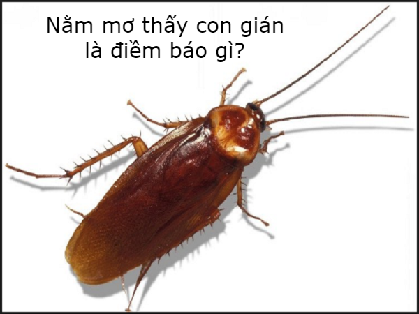 Mơ Thấy Gián Bò Lên Người? Giải Mã & 10+ Con Số May Mắn