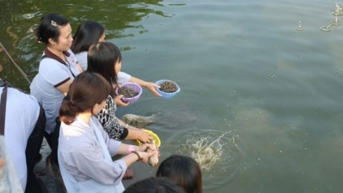 Văn khấn phóng sinh: Cầu bình an, gieo duyên lành