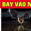 Dơi Bay Vào Nhà Có Điềm Báo Gì? May Mắn Hay Tai Ương? Sự Thật Gây Sốc!