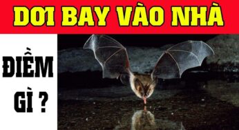 Dơi Bay Vào Nhà Có Điềm Báo Gì? May Mắn Hay Tai Ương? Sự Thật Gây Sốc!