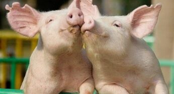 Nằm Mơ Thấy 2 Con Lợn Ư? Bật Mí Ý Nghĩa & Con Số May Mắn Ngay!