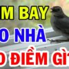 Nằm mơ thấy chim bay vào nhà: Điềm báo gì? Đánh con gì may mắn?