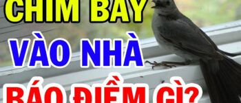 Nằm mơ thấy chim bay vào nhà: Điềm báo gì? Đánh con gì may mắn?