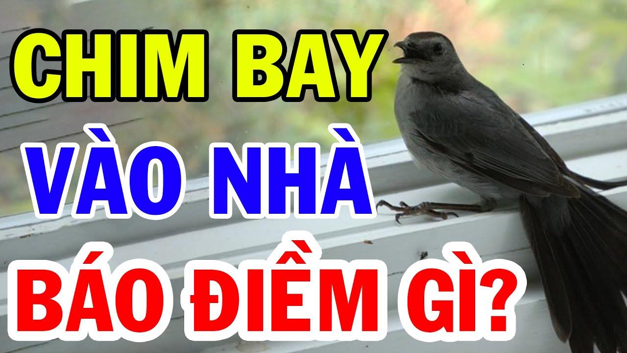 Chim Đột Nhiên Bay Vào Nhà Là MANG ĐẾN TÀI LỘC Hay RƯỚC TAI HỌA? Xem Ngay  Để Tránh