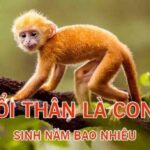 Thân Là Con Gì? Tuổi Thân Mệnh Gì, Hợp Màu Gì? Bí Mật Phong Thủy Thu Hút Tài Lộc