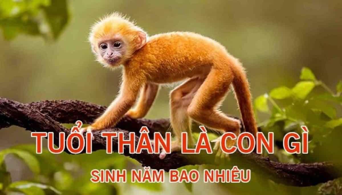 Tuổi Thân sinh năm bao nhiêu? Mệnh gì? Đặc điểm của người tuổi Thân? - Vua  Nệm