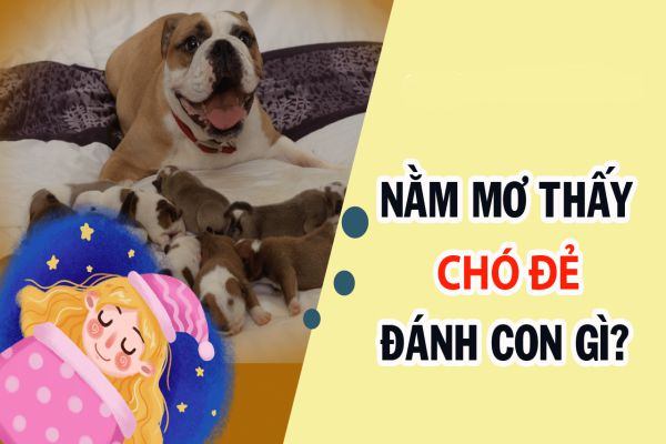 Nằm Mơ Thấy Chó Đẻ? Đừng Bỏ Lỡ Điềm Báo Tài Lộc Này!