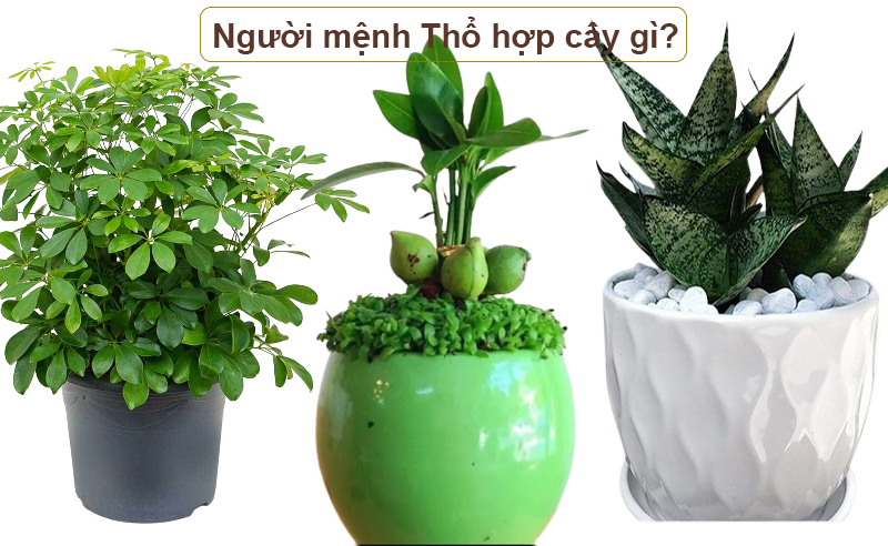 Mạng Thổ hợp màu gì? Bí Mật Phong Thủy Giúp Gia Chủ Thổ Nạp Vượng Khí