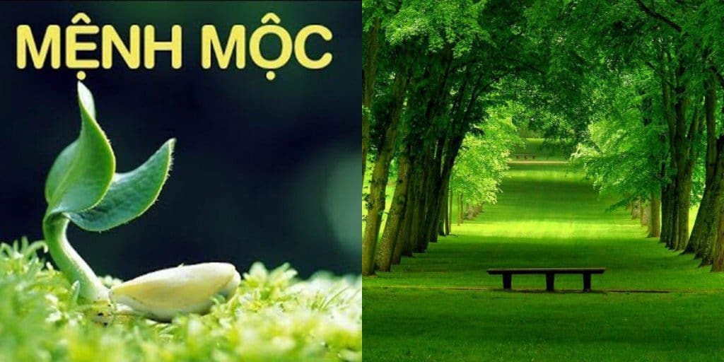 Mệnh Mộc Hợp Mệnh Gì Để "Phát Tài Phát Lộc"? Tìm Hiểu Ngay!