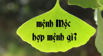 Mệnh Mộc Hợp Mệnh Gì Để “Phát Tài Phát Lộc”? Tìm Hiểu Ngay!