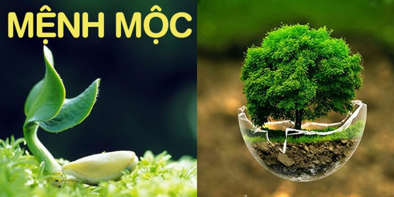 Mộc Sinh Gì? Giải Mã Bí Mật Ngũ Hành Tương Sinh (Cập nhật 2024)