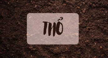 Thổ Hợp Màu Gì Năm 2024 Để Rước Tài Lộc Như Nước?