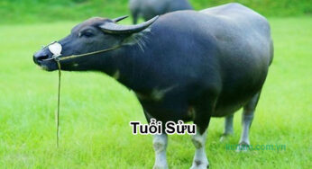 Sinh năm 1925 tuổi gì? Giải mã bí ẩn vận mệnh tuổi Ất Sửu!